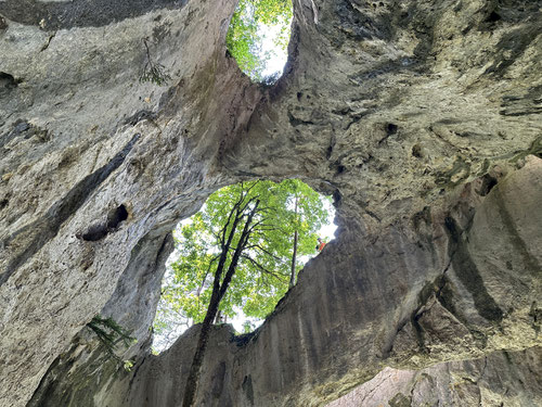 Mehrere Rippen erstrecken sich über die Grotte, aus welcher hohe Bäume in den Himmel ragen.