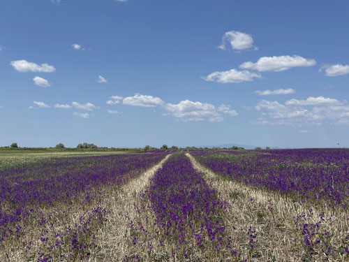 Mal eine andere Farbe in der Steppe.