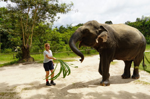 Zuckerrohr - lecker!