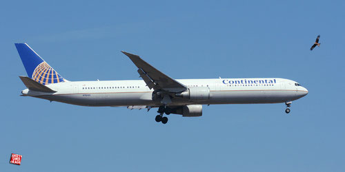 Continental Airlines Boeing 767-424(ER), Airport Frankfurt