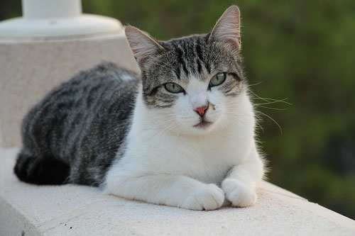 Katze, black tabby/white, Foto: Birgitta