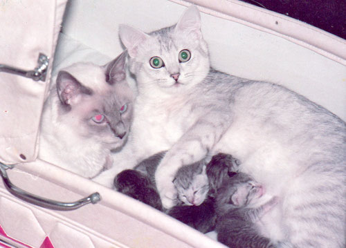 Katze links im Bild hat kein Tapetum lucidum, die Pupille reflektiert rot. Foto: Birgitta Kuhlmey