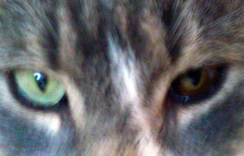 Katze mit einem grünen und braunem Auge, Foto: Sabrina
