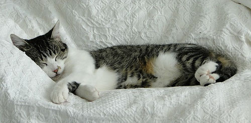 Katze, black tabby/white, Foto: Birgitta