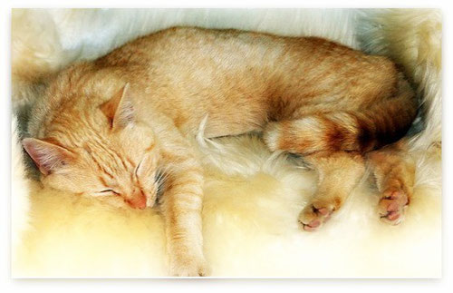 rote Hauskatze, Bildquelle: (c) Birgitta