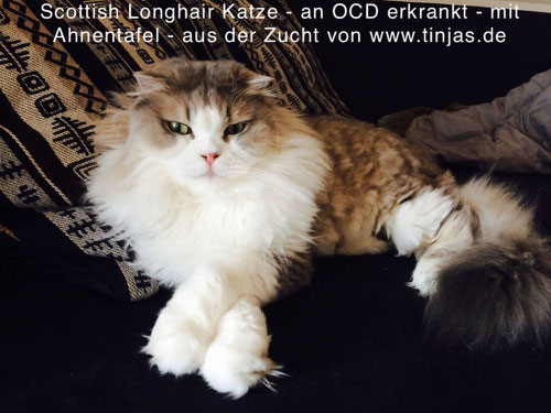 Scottish Fold Longhair (faltohrkatze) mit Osteochondrodysplasie aus der Zucht von Martina Gottwald & Carmen Schulz, www.tinjas.de & www.katzenbabyliste.de