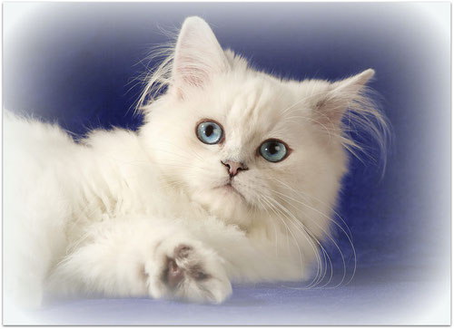 Seal silver tipped point Katze, Foto: Christiane