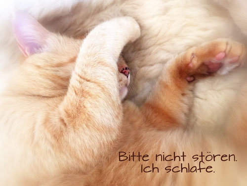 Miezi, Kurzhaarkatze, red tabby mackerel, genetisch non-Agouti, Foto: Birgiita Kuhlmey, 2015