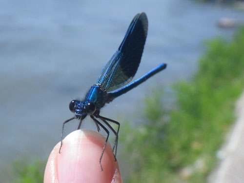 Gebänderte Prachtlibelle · Calopteryx splendens · Banded Demoiselle · caballito del diablo verde