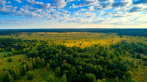 Bosque en la Zona de Exclusión de Chernóbil (Ucrania), julio de 2019. Foto: Denis Vishnevskiy (Chornobyl Radiation and Ecological Biosphere Reserve), CC BY