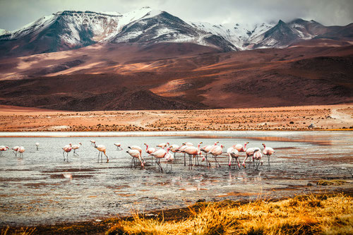 Flamencos en la Laguna Colorada de Bolivia. Foto: Unsplash/Tobias Jelskov