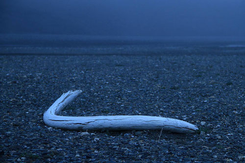 Colmillo de mamut lanudo (Mammuthus primigenius) en la isla rusa de Wrangel. / Imagen: Love Dalén 