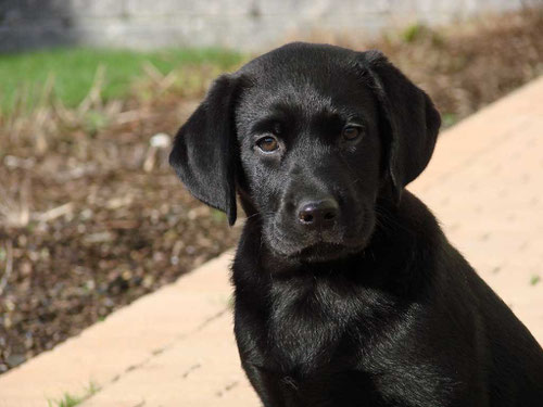 Kleinere Hunde können mitunter auch in der Kabine mitreisen/renihahn  / pixelio.de