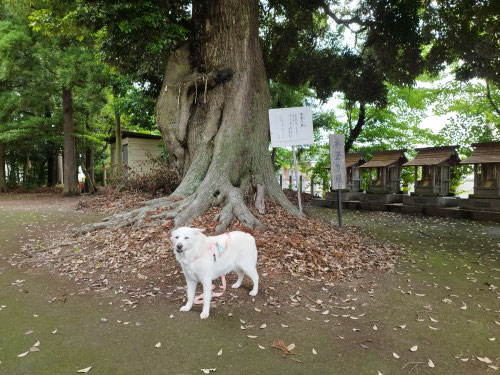 盛岡保護犬,岩手スピリチュアル,一関市スピリチュアル,八幡平市整体,hachimantai ciropuractic