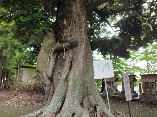 木登り熊,東北ヒグマ,盛岡市青山整体,茨城ヒーリング整体,奥州市スピリチュアル