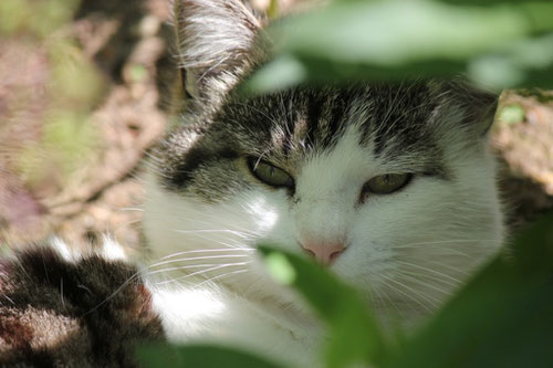 Minka (Sommer 2012)