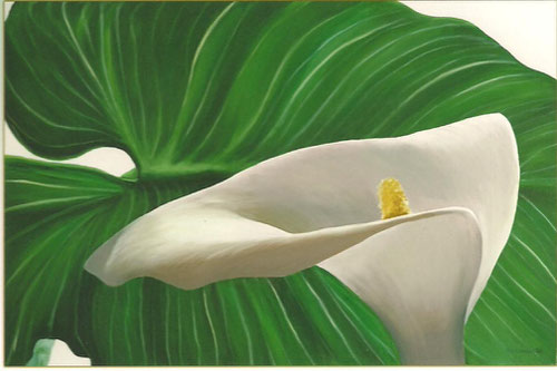 "CALLA LILY"   Prints  18 x 24, Original Unavailable