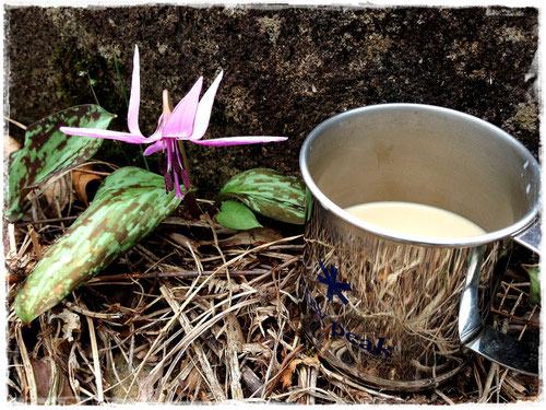 カタクリの花とカフェラテ