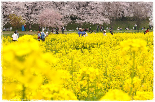 権現堂の桜と菜の花のコラボレーション@埼玉県幸手市