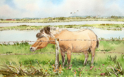 chevaux Henson de la baie de somme