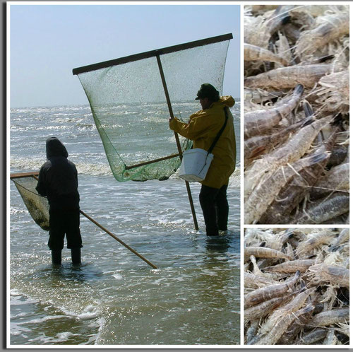 Pêcheurs de crevettes grises sur la plage de Cayeux-sur-mer