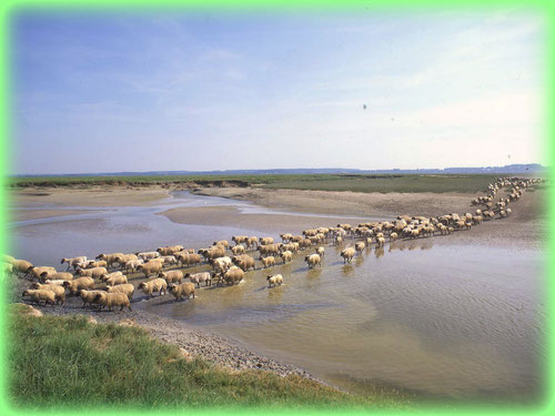 Moutons de prés sales en Baie se Somme