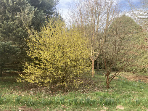 Les Cornus officinalis janvier 2023
