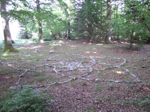 Venusblume auf dem Glaskopf im Taunus - 2012 -