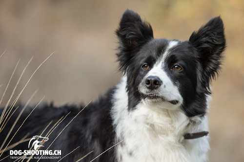 Leo Schwery's Border-Collie Lynn