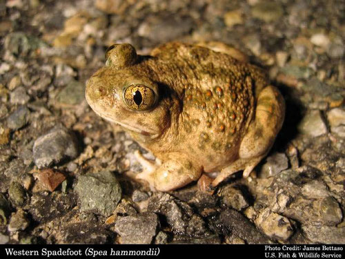 The desert Spadefoot Toad