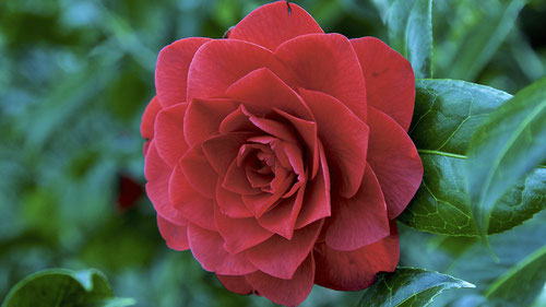England: Rose / バラ