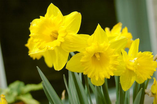 Wales: Daffodil / ラッパスイセン