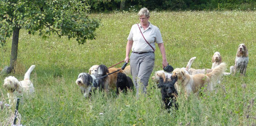 Spaziergang mit 10 Hunden