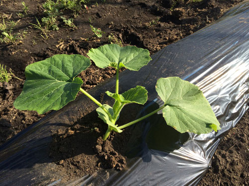 定植されたかぼちゃ(5月下旬)