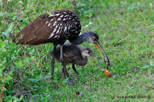 Limpkins, Florida; Shark Valley