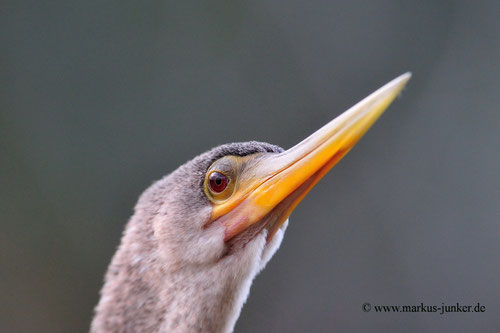 Anhinga; Shark Valley; Florida