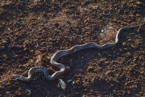 Schlingnatter im Aschener Moor