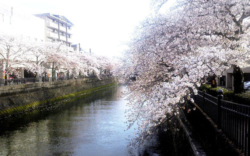 大岡川の桜