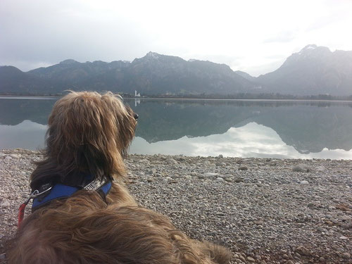 CK 24.11.2014: Forgensee mit Blick auf Neuschwanstein