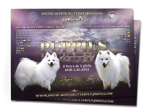 dog breeder advertising design, japanese spitz kennel advertising, white dogs, snow-white butterfly kennel, luxury litter puppies advertising desogn order