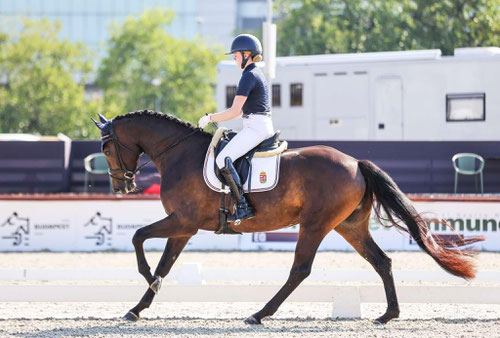 Die selbst angerittene & ausgebildete "Riviera Royal" *2020 -  Der erste internationale Start im FEI 4yo test in Budapest - Tattersall