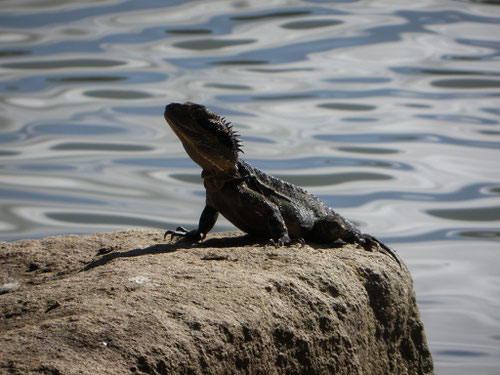 Lizard by the lake