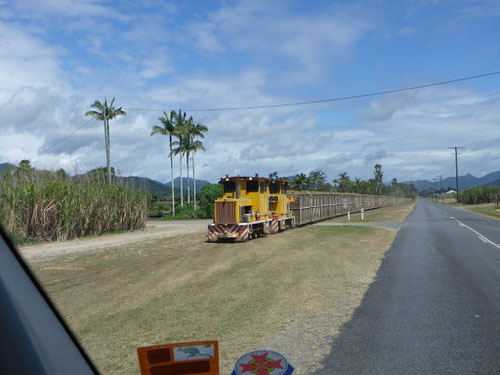 Sugar cane crop train