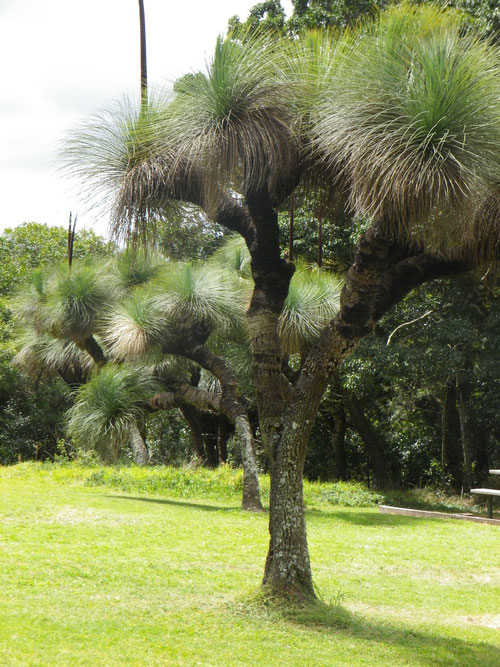 Grass trees in the Bunya Mountains