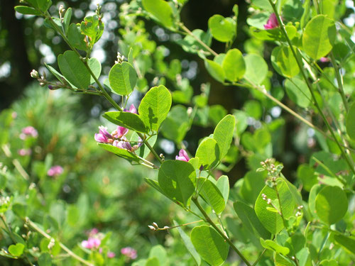 萩の花も生い茂った木の陰で咲いている