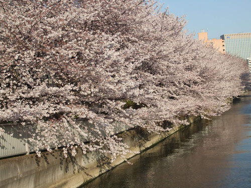 江東区・大横川の桜