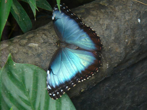 Morpho