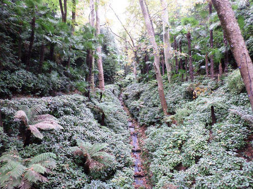 Forêt de fougères