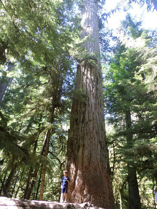 Cathedral Grove Image