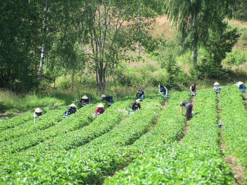 Ce n'est pas une rizière au Vietnam mais un champ de fraises en Norvège !